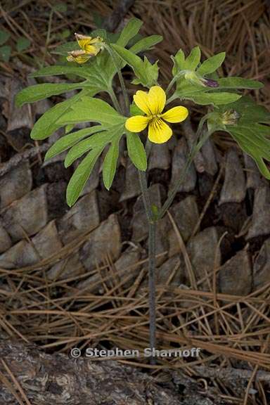 viola lobata ssp lobata 8 graphic